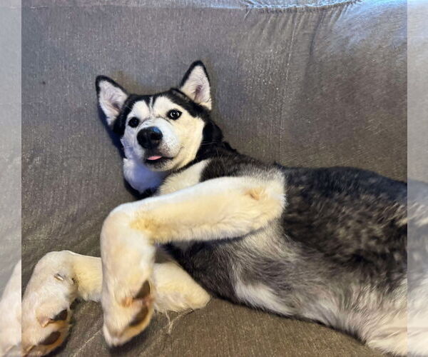 Medium Photo #6 Siberian Husky Puppy For Sale in Randleman , NM, USA
