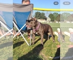 Small Photo #1 American Pit Bull Terrier Puppy For Sale in BENTON, PA, USA