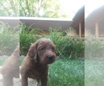 Small Photo #1 Irish Doodle Puppy For Sale in NAMPA, ID, USA