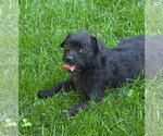 Small #2 Mutt