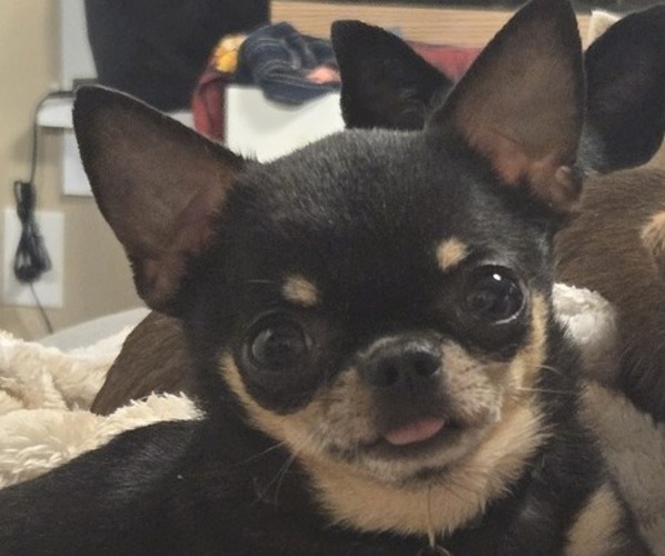 Medium Photo #1 Chihuahua Puppy For Sale in WELLINGTON, OH, USA