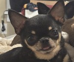 Small Photo #1 Chihuahua Puppy For Sale in WELLINGTON, OH, USA