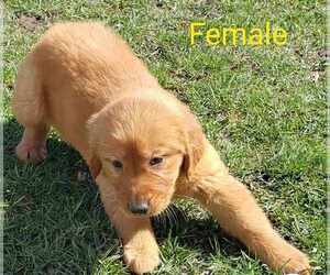 Golden Retriever Puppy for sale in BLISSFIELD, MI, USA