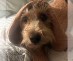 Small #2 Mutt