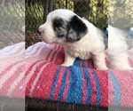 Small Photo #11 Bichon Frise Puppy For Sale in MONTECITO, CA, USA