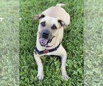 Small Photo #4 Bulldog-Unknown Mix Puppy For Sale in Miami, FL, USA