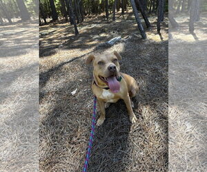 Princess Diana - Female Mutt Dog for Adoption - Photo #3