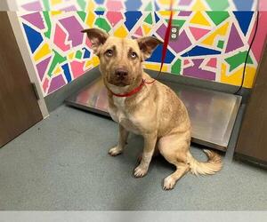 German Shepherd Dog-Unknown Mix Dogs for adoption in Baytown, TX, USA