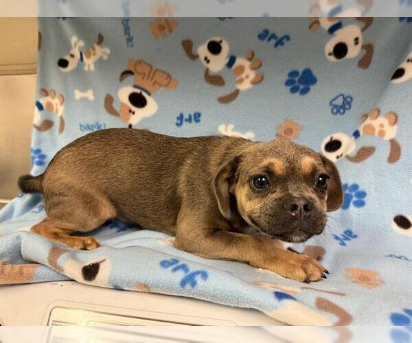 Medium Photo #1 American Pit Bull Terrier-Unknown Mix Puppy For Sale in HESPERIA, CA, USA