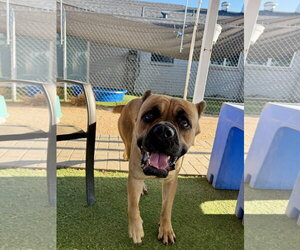 Mutt Dogs for adoption in Goodyear, AZ, USA