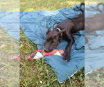 Small #3 American Pit Bull Terrier Mix