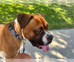 Small #4 Boxer