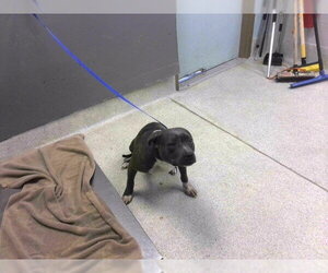 American Staffordshire Terrier Dogs for adoption in Tallahassee, FL, USA