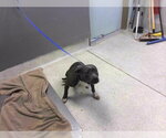 Small American Staffordshire Terrier