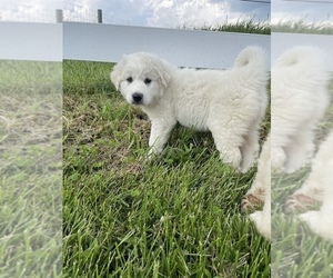 Great Pyrenees Puppy for sale in CANOGA, NY, USA