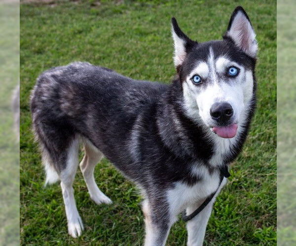 Medium Photo #1 Siberian Husky Puppy For Sale in Louisville, KY, USA