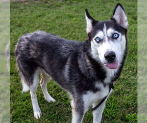Siberian Husky Dogs for adoption in Louisville, KY, USA