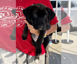 Labrador Retriever-Unknown Mix Dogs for adoption in Gilberts, IL, USA