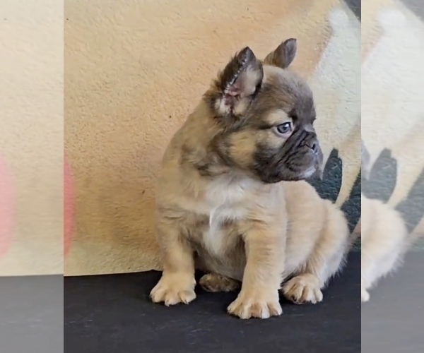 Medium Photo #10 French Bulldog Puppy For Sale in VIRGINIA BEACH, VA, USA