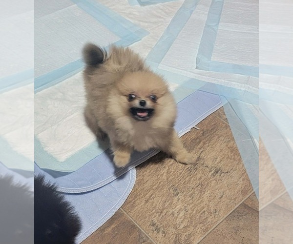 Medium Photo #2 Pomeranian Puppy For Sale in LOYAL, WI, USA