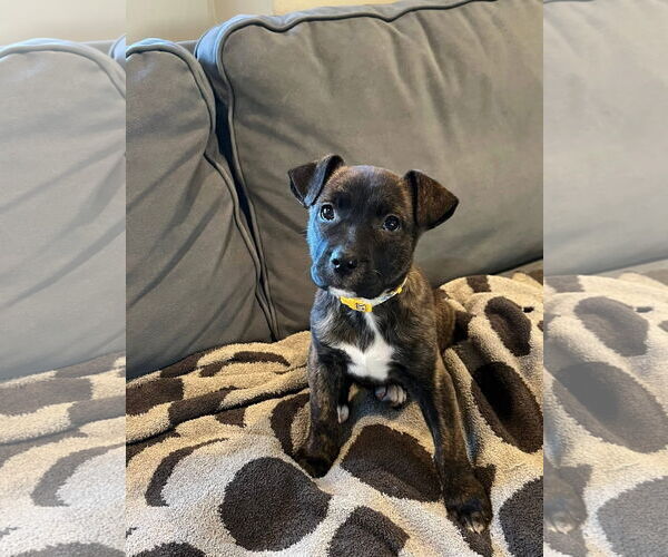 Medium Photo #1 American Pit Bull Terrier-Unknown Mix Puppy For Sale in Germantown, OH, USA