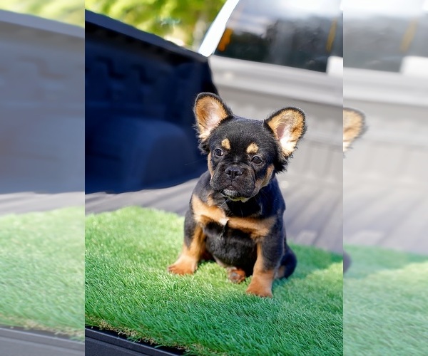Medium Photo #4 French Bulldog Puppy For Sale in POMPANO BEACH, FL, USA