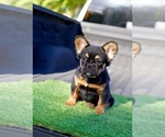 Small #3 French Bulldog