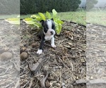 Small #7 Boston Terrier