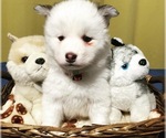Small Photo #3 Pomsky Puppy For Sale in ROSEBURG, OR, USA
