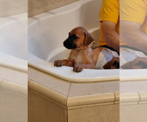 Leonard - Big Bang Litter - Male Boxer-Unknown Mix Dog for Adoption - Photo #9