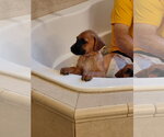 Small #8 Boxer Mix