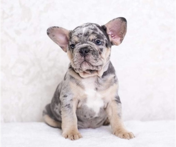 Full screen Photo #1 French Bulldog Puppy For Sale in STATEN ISLAND, NY, USA
