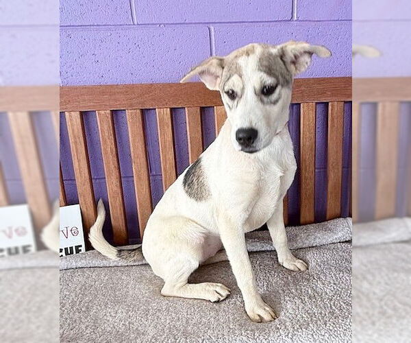 Medium Photo #3 Labrador Retriever-Unknown Mix Puppy For Sale in Genesee, WI, USA