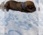 Image preview for Ad Listing. Nickname: Blue