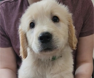 Golden Retriever Puppy for sale in TROY, MO, USA