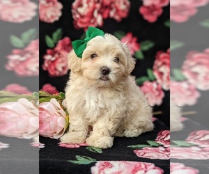 Maltipoo Puppy for sale in LANCASTER, PA, USA