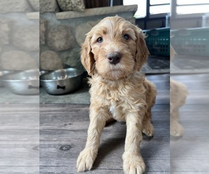 Goldendoodle Puppy for sale in GREENLEAF, WI, USA
