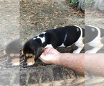 Small Photo #9 Beagle Puppy For Sale in ANNISTON, AL, USA