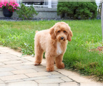 Small #3 Poodle (Miniature)