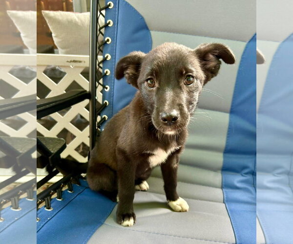 Medium Photo #5 Border Collie-Unknown Mix Puppy For Sale in Mount Pleasant, SC, USA