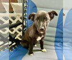 Small #4 Border Collie Mix