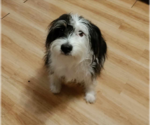 Small #5 Mutt