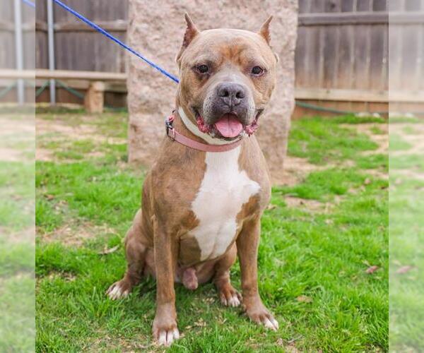 Medium Photo #2 American Bulldog Puppy For Sale in Waco, TX, USA