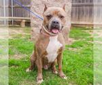 Small #1 American Bulldog