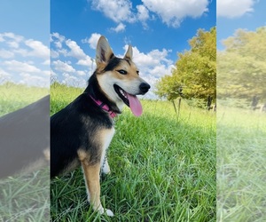 German Shepherd Dog-Siberian Husky Mix Puppy for sale in HOUSTON, TX, USA
