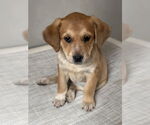 Small #2 Labrador Retriever Mix