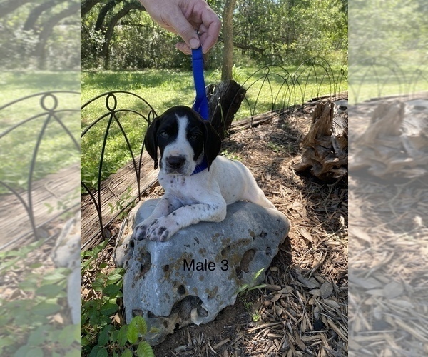Medium Photo #1 German Shorthaired Pointer Puppy For Sale in BUDA, TX, USA