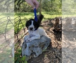 Small Photo #1 German Shorthaired Pointer Puppy For Sale in BUDA, TX, USA
