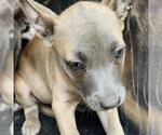 Small American Staffordshire Terrier Mix