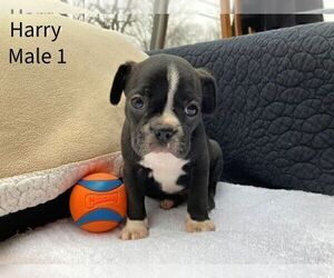 Boston Terrier-Faux Frenchbo Bulldog Mix Puppy for sale in NEW MADISON, OH, USA